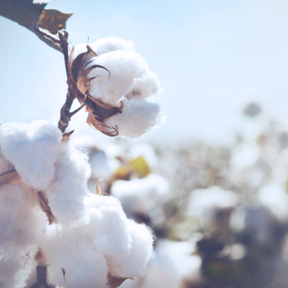 Du coton bio pour mon enfant par Petite Amélie